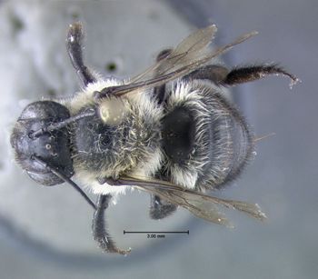 Media type: image;   Entomology 610871 Aspect: habitus dorsal view